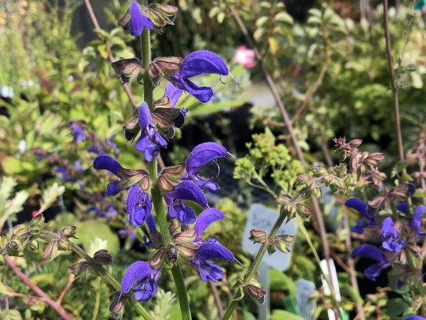 Salvia transsylvanica
