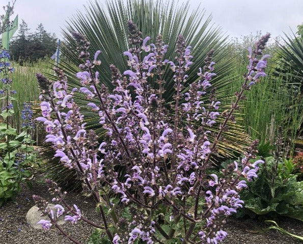 Purple Salvia moorcroftiana x indica blooming in a rock garden with some yucca