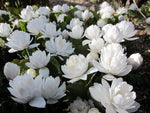 Sanguinaria canadensis 'Plena'
