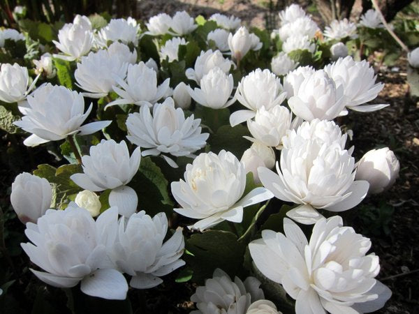 Sanguinaria canadensis 'Plena'