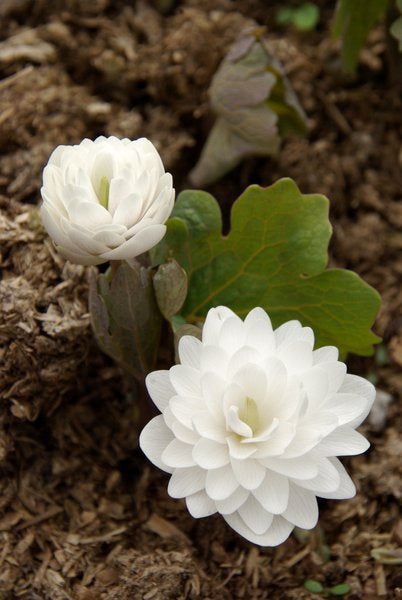 Sanguinaria canadensis 'Plena'