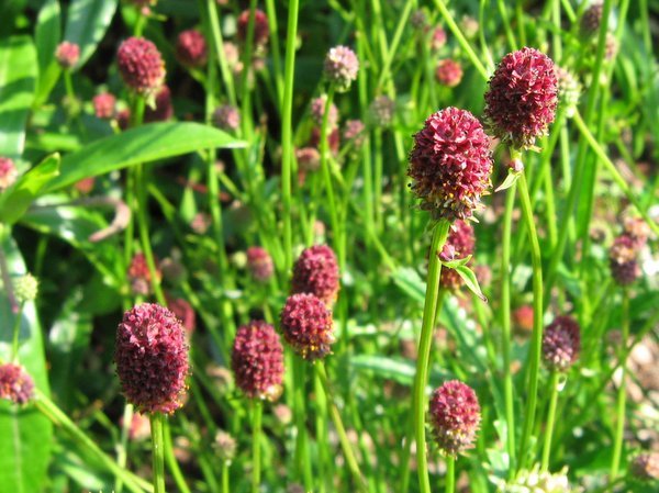 Small pink drumstick shaped flowers of Sanguisorba 'Tanna'