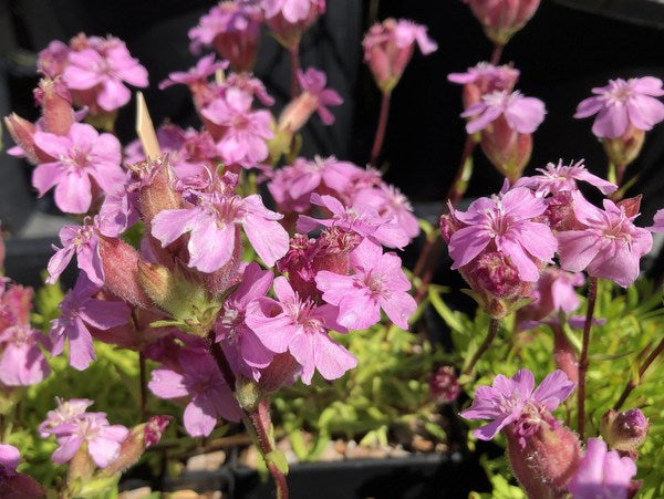 Saponaria caespitosa