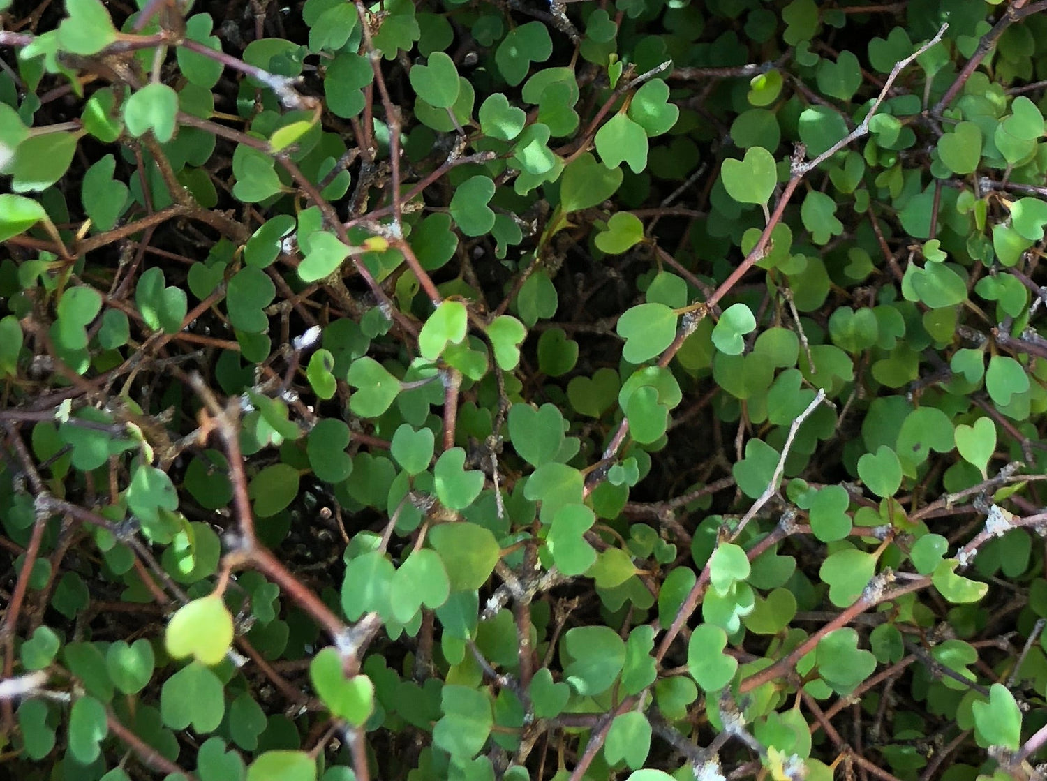 Muehlenbeckia astonii