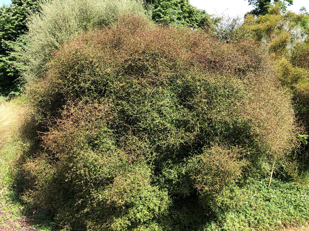 Muehlenbeckia astonii