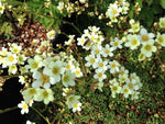 Saxifraga cochlearis 'Major'