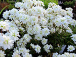 Saxifraga granulata 'Flore Pleno'