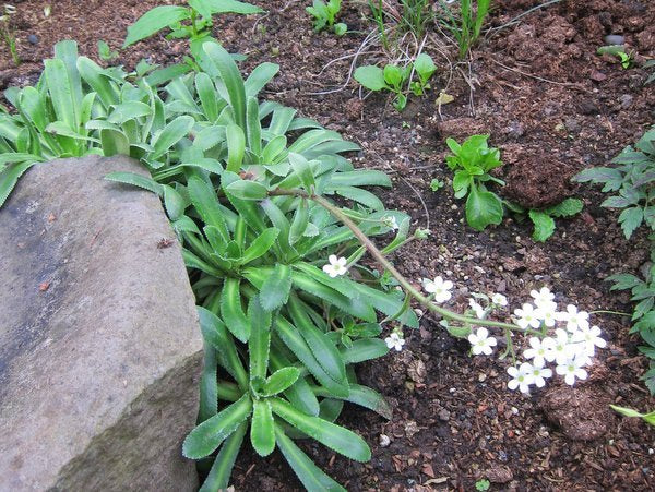Saxifraga hybrid