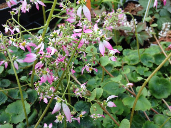 Saxifraga nipponica 'Pink Pagoda'