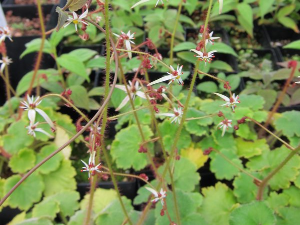 Saxifraga rufescens CGG14023