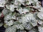 Saxifraga stolonifera 'Hsitou Silver'