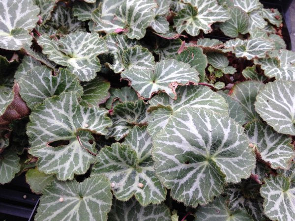 Saxifraga stolonifera 'Hsitou Silver'