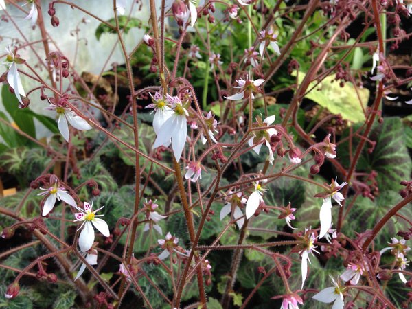 Saxifraga stolonifera 'Kinki Purple' BSWJ 4972