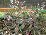 Saxifraga stolonifera 'Maroon Beauty'