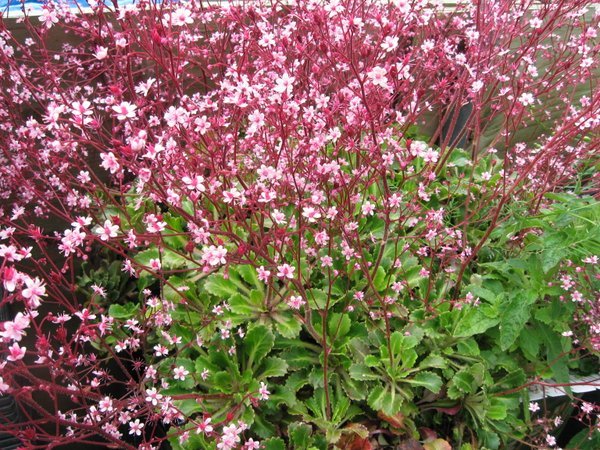 Saxifraga x urbium 'Miss Chambers'