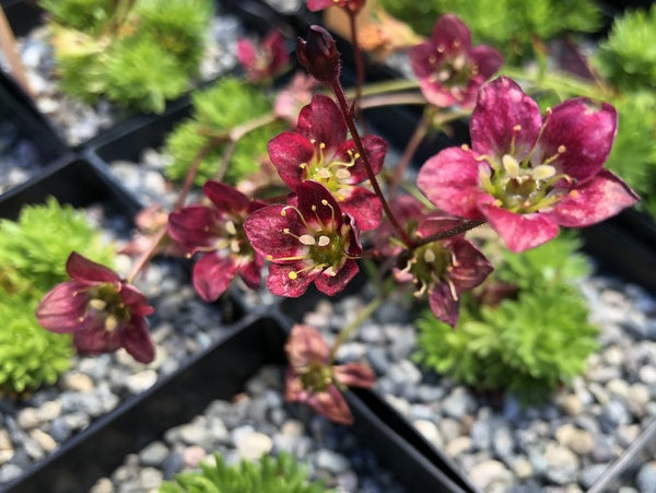Saxifraga 'Welsh Dragon'