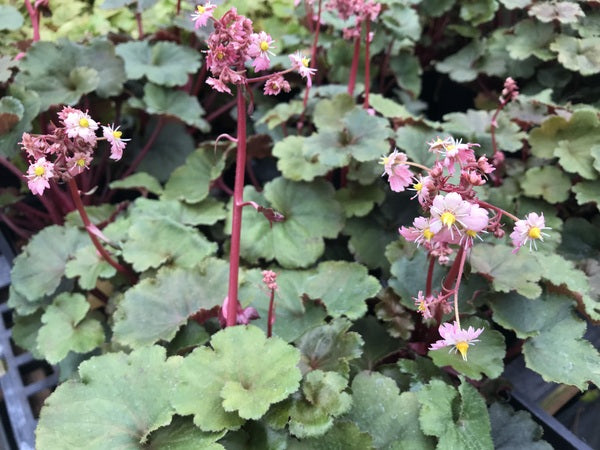 Saxifraga fortunei - seedlings of 'Mai-hime'