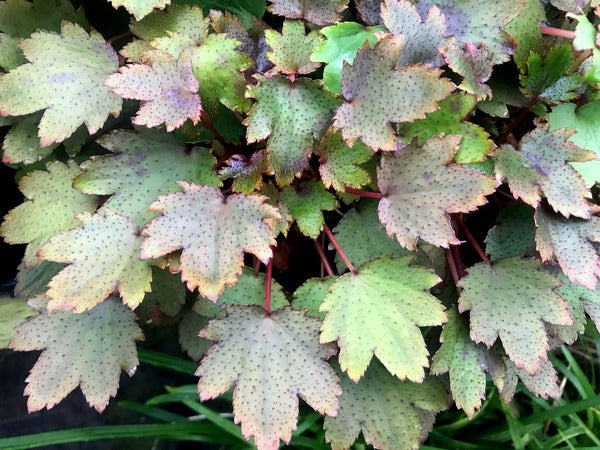 Saxifraga fortunei 'Mt Nachi'