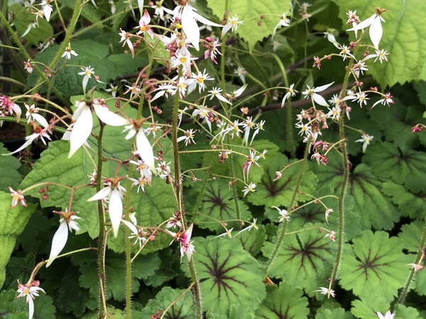Saxifraga nipponica