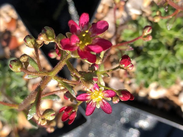 saxifraga succulent Saxifraga paniculata ssp. cartilaginea 'Foster's Red'