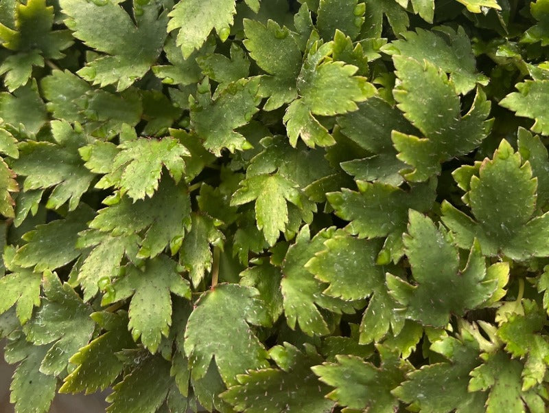 Saxifraga fortunei var. obtusocuneata foliage