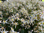 Saxifraga fortunei var. obtusocuneata flowers