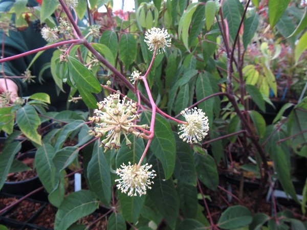 Heptapleurum (syn. Schefflera) sp. FMWJ 13336