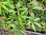 Heptapleurum (syn. Schefflera) sp. FMWJ 13336