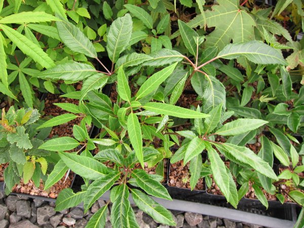 Heptapleurum (syn. Schefflera) sp. FMWJ 13336