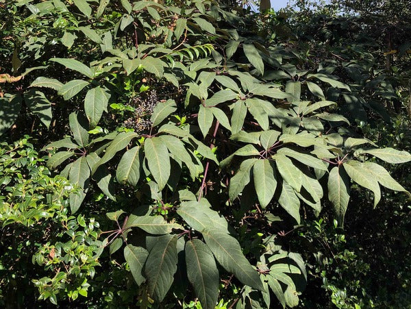 Heptapleurum (syn.Schefflera) fengii YuGu 029