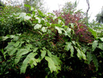 Heptapleurum (syn.Schefflera) sp. NV 023