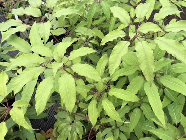 Heptapleurum (syn.Schefflera) sp. NV 021