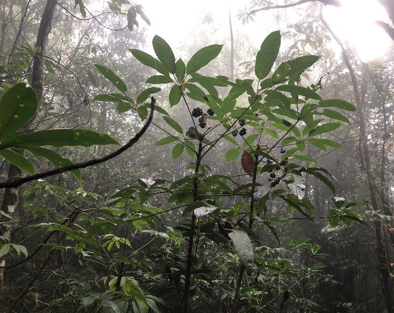 Schefflera heptapleurum lociana