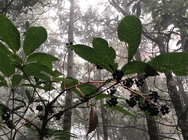 Schefflera heptapleurum lociana