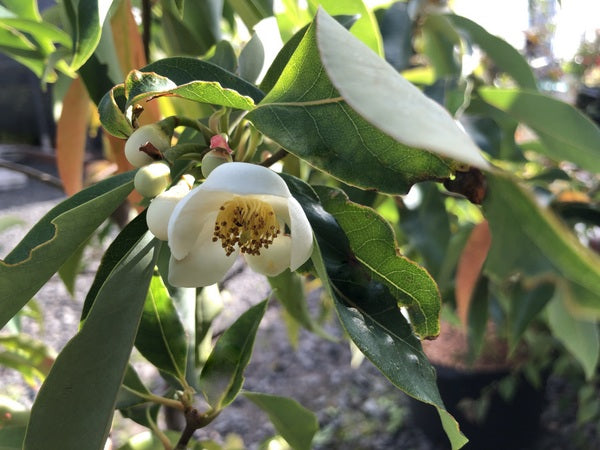 Schima argentea NN 0947