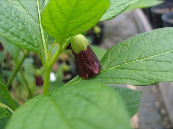 Scopolia carniolica