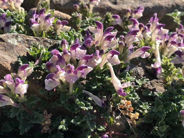Scutellaria prostrata