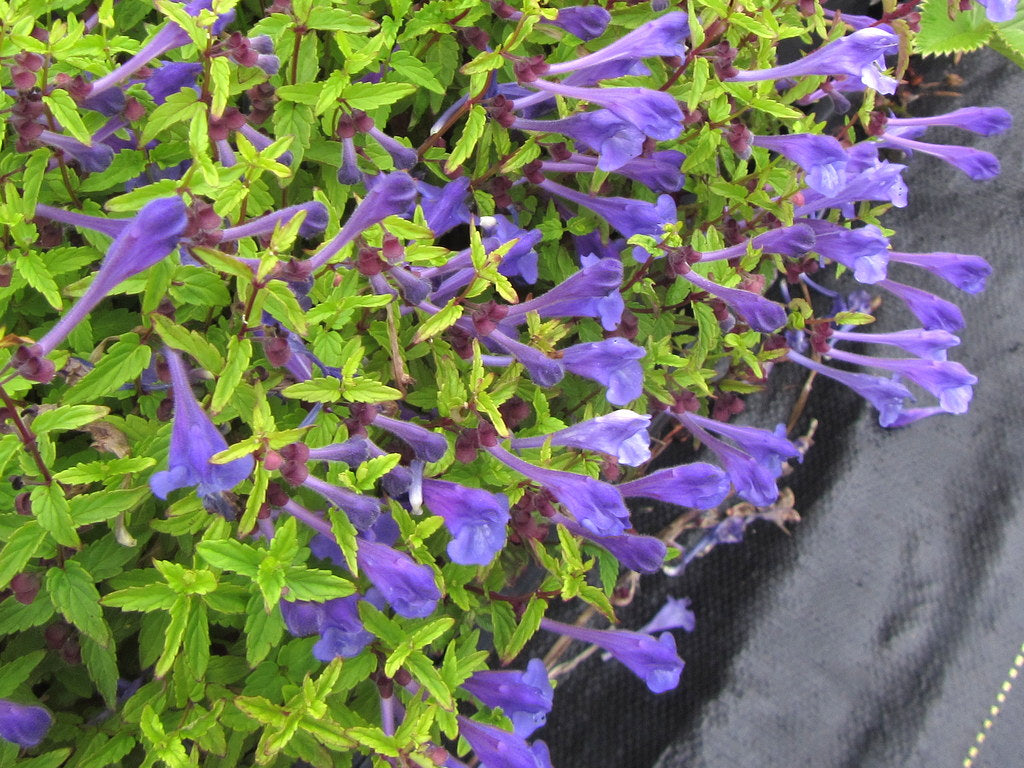 Scutellaria scordiifolia 'Seoul Sapphire'