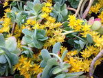 Sedum palmeri