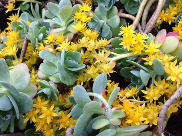 Sedum palmeri