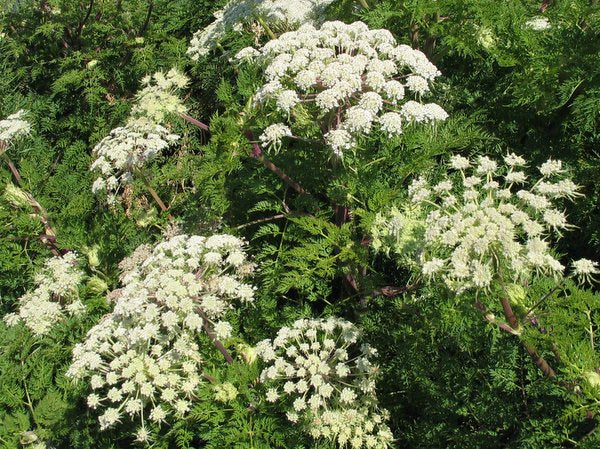 Selinum wallichianum (syn. Ligusticopsis)