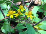Senecio aeschenborianus T47M-71P