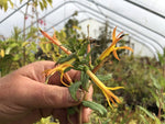 Siphocampylus cf. tupaeformis BK 10509.11