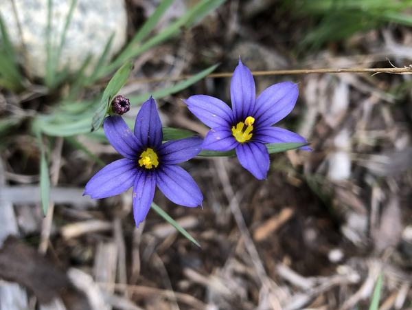 Sisyrinchium idahoense