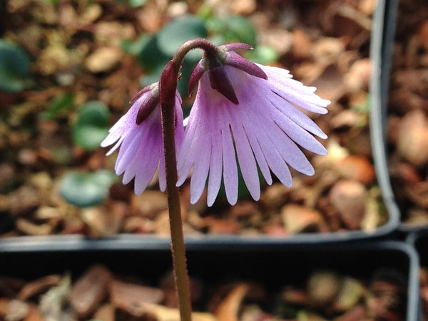 closeup of the purple Soldanella 'Sudden Spring' flower
