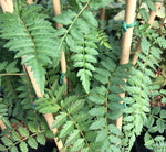 Sorbus sp. CDHM 14512