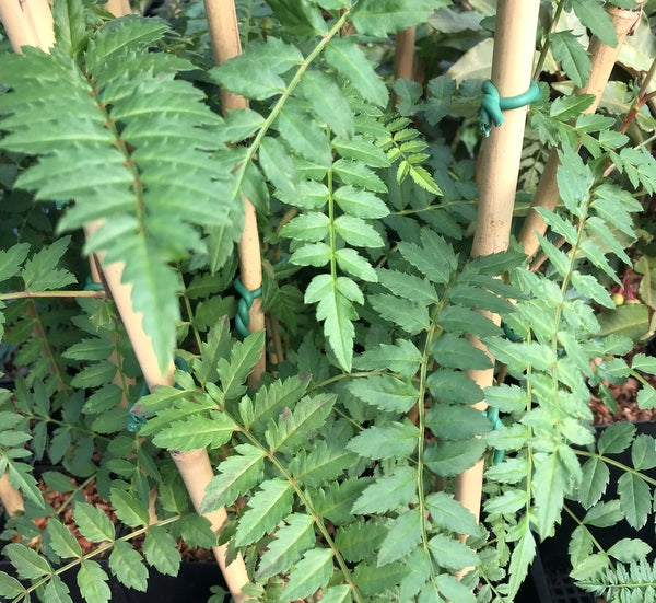 Sorbus sp. CDHM 14512