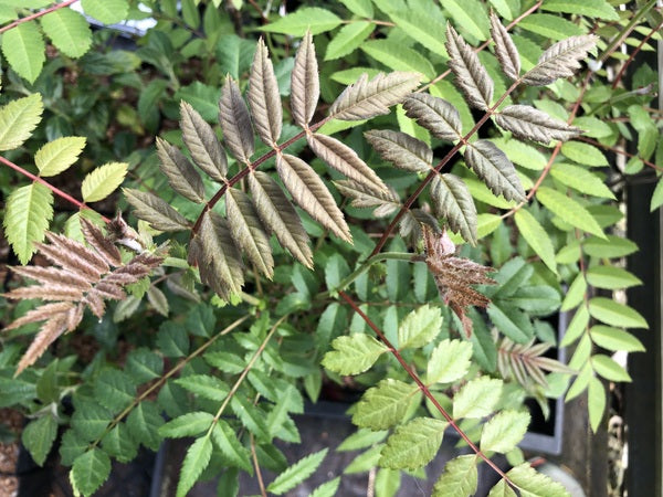 Sorbus sp. YuGu 082