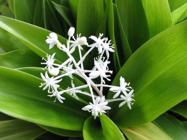 Speirantha convallarioides