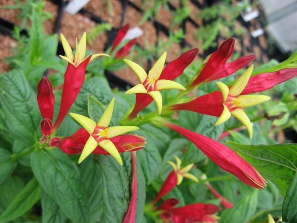 Spigelia marilandica